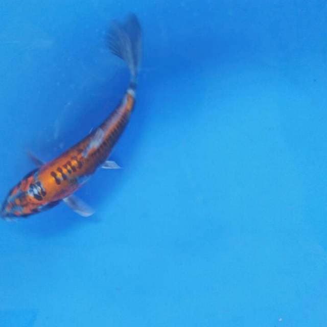 Kiko 15cm