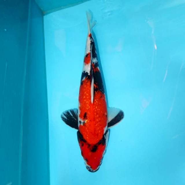 TATEGOI SHOWA GINRIN 34 CM