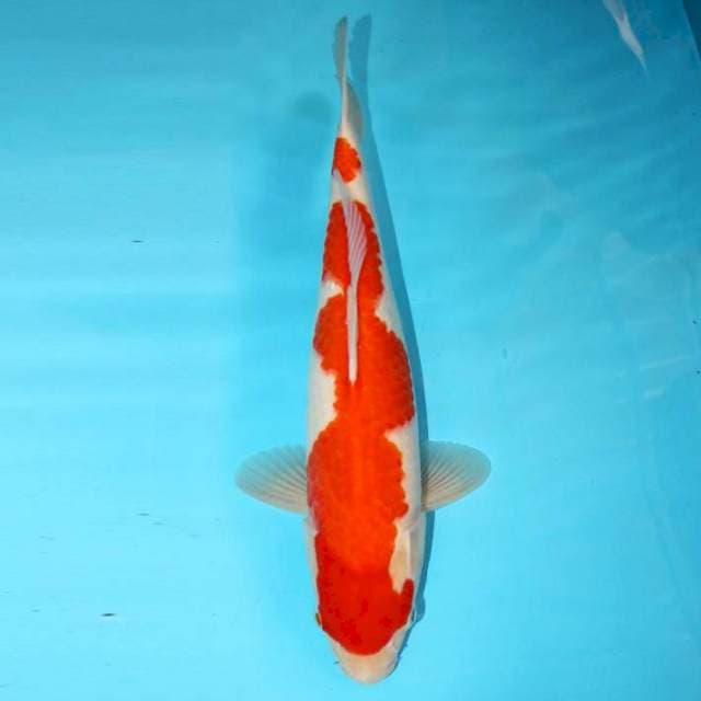 INAZUMA KOHAKU 35 CM