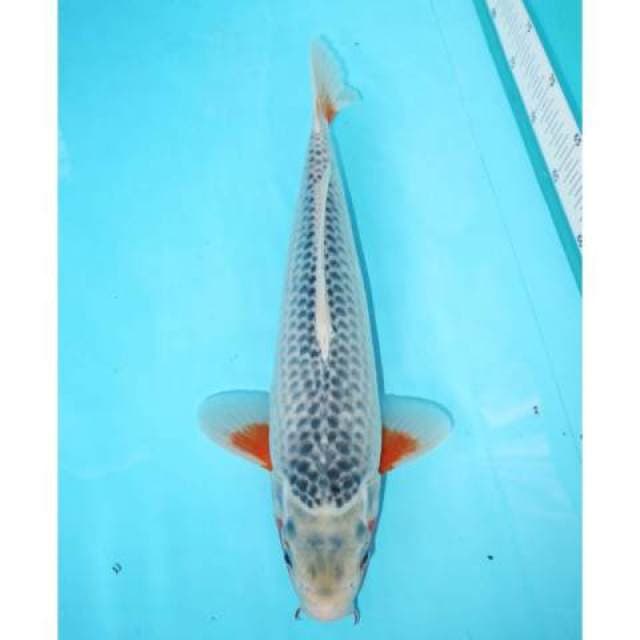 ASAGI 35 CM
