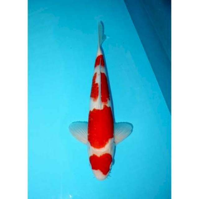 KOHAKU 35 CM