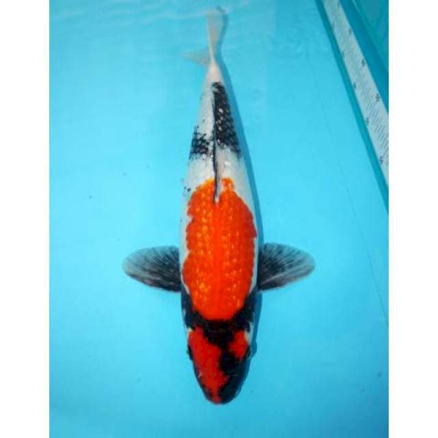 SHOWA GINRIN 39 CM