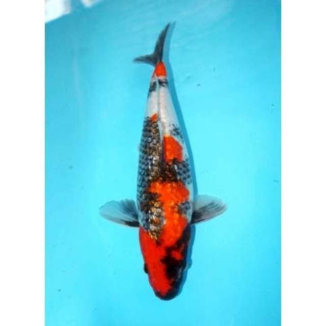 SHOWA GINRIN 37 CM