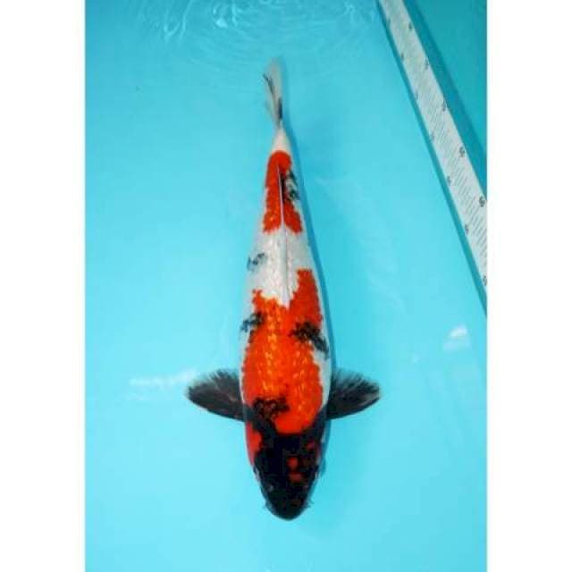 SHOWA GINRIN 39 CM