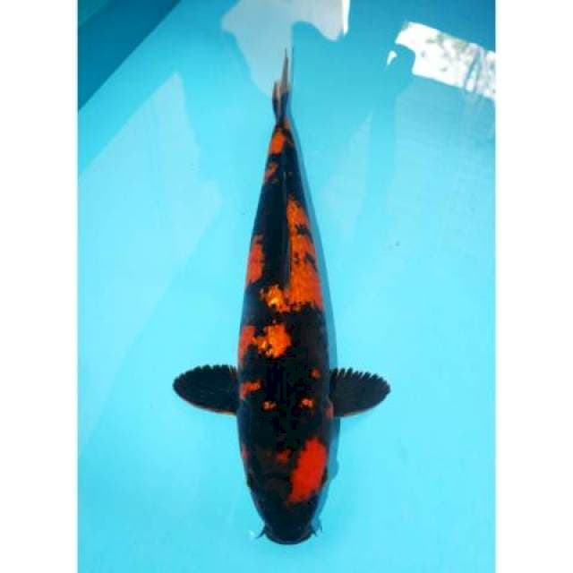 UTSURI GINRIN 43 CM