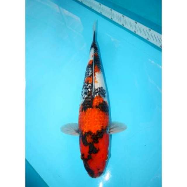 SHOWA GINRIN 43 CM