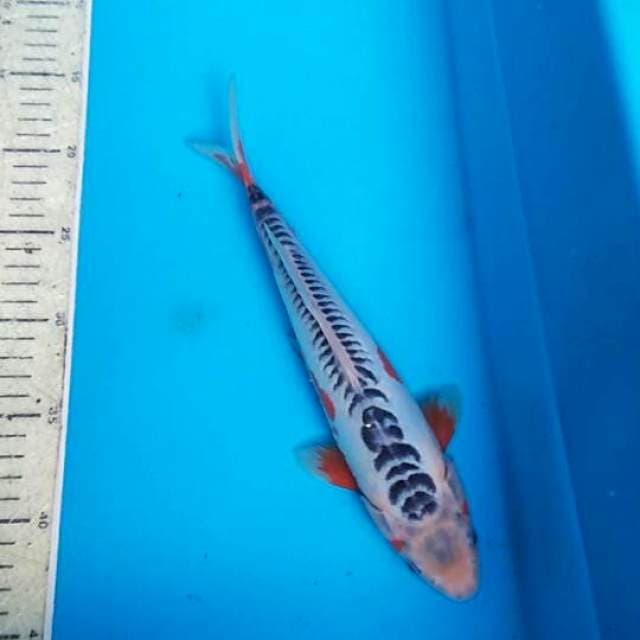 Shusui 28cm