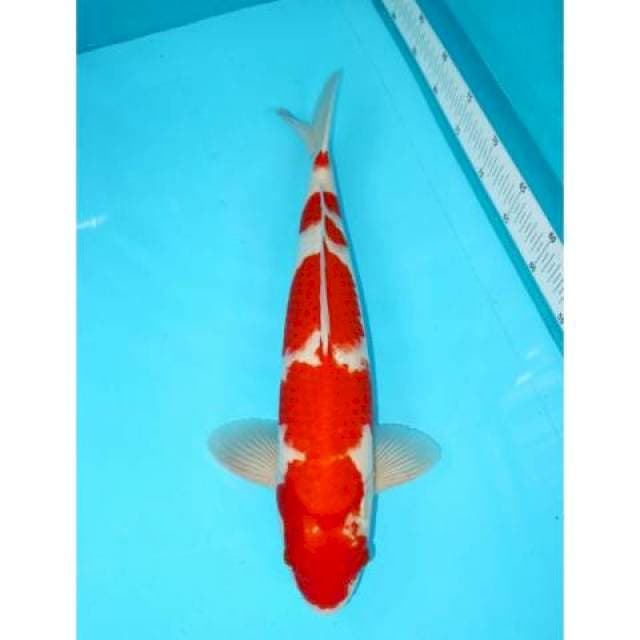 KOHAKU 45 CM