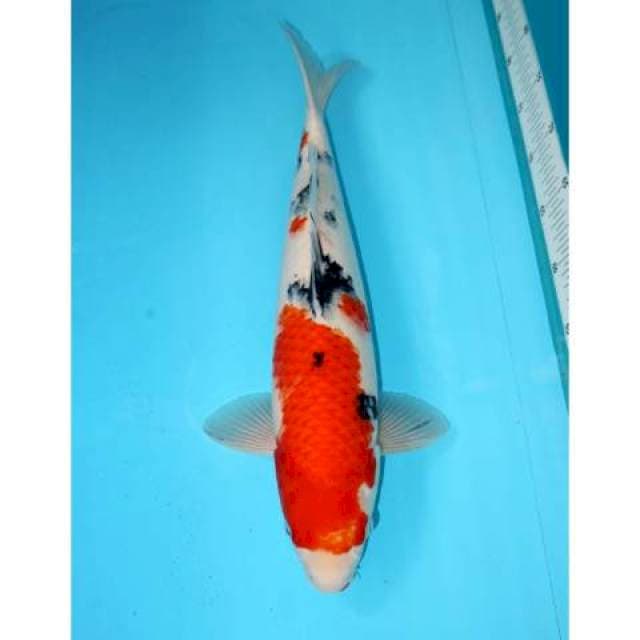 SANKE 44 CM
