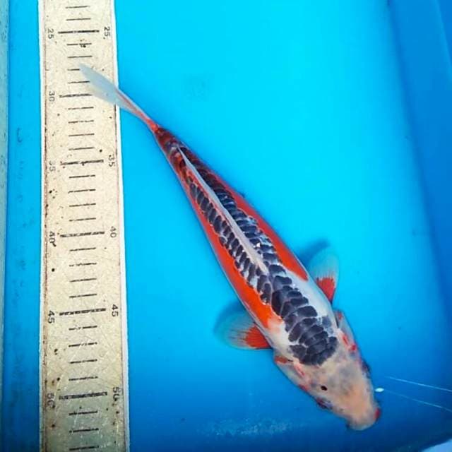 Shusui 28cm