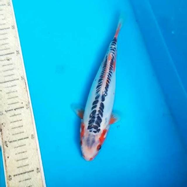 Shusui 25cm