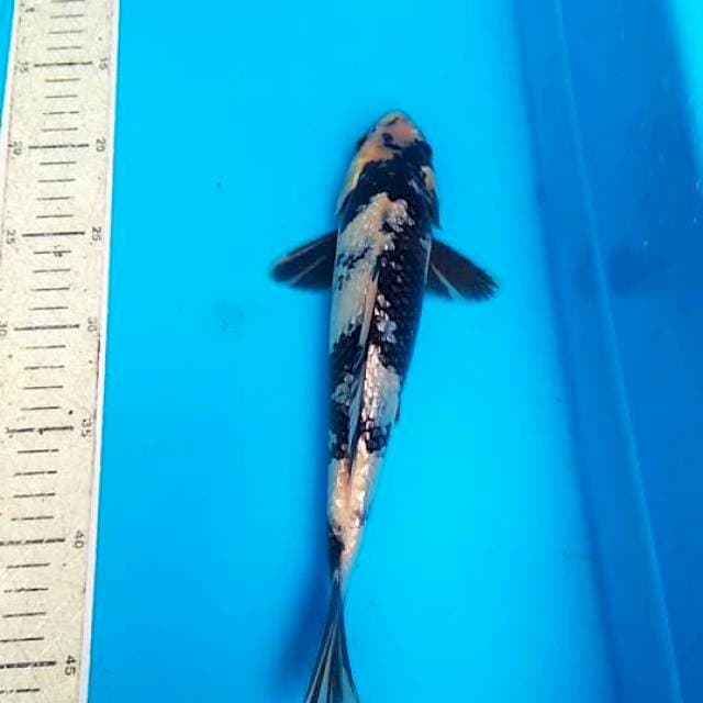Shiro ginrin 29cm