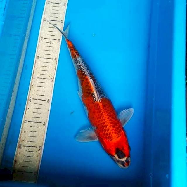 Ben gingga 37cm