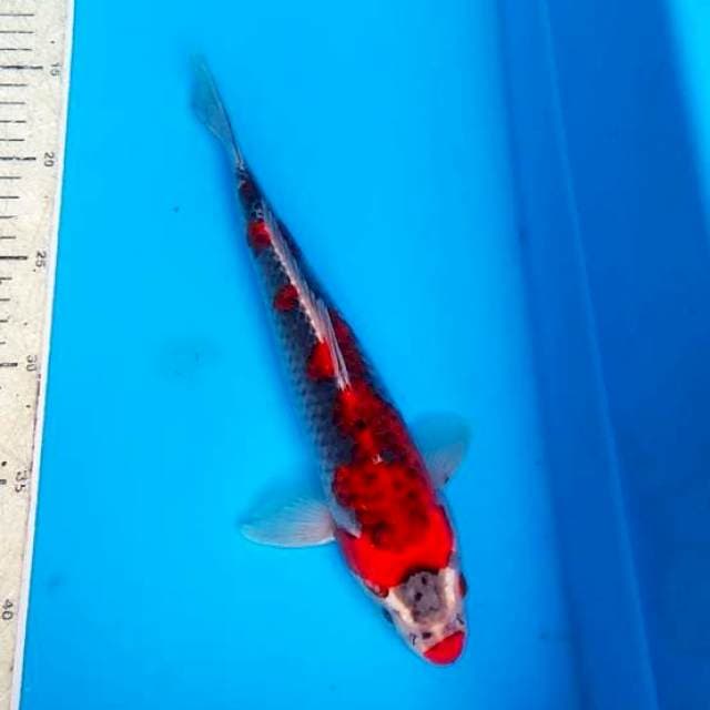 Ghodiki 29cm