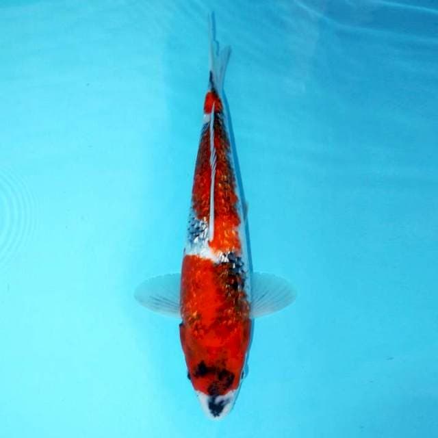 Showa Ginrin 31 cm