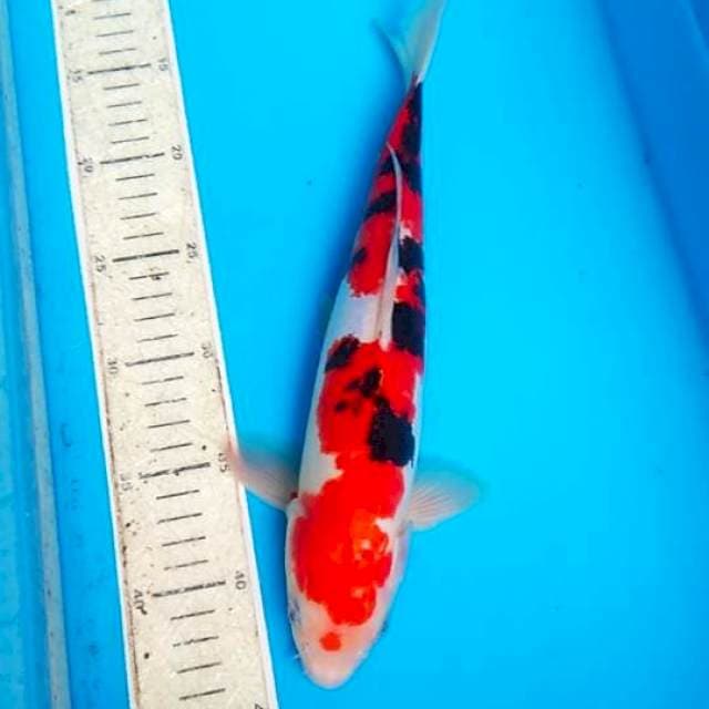 Sanke doit 32cm