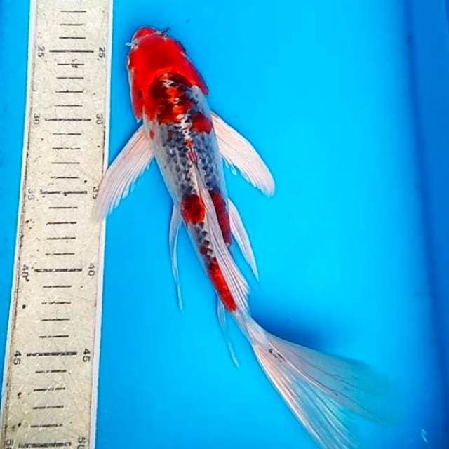 Kumpay ghosiki 31cm