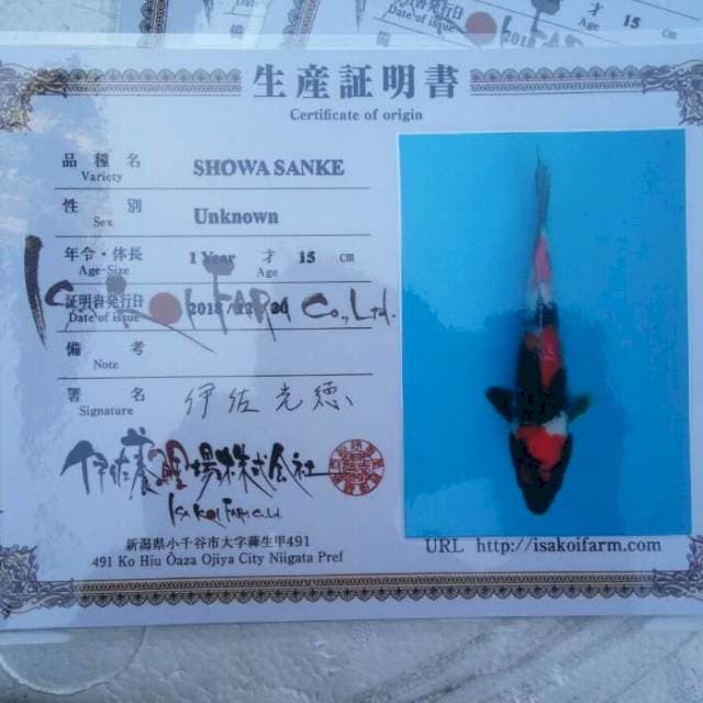 Showa isa koi farm