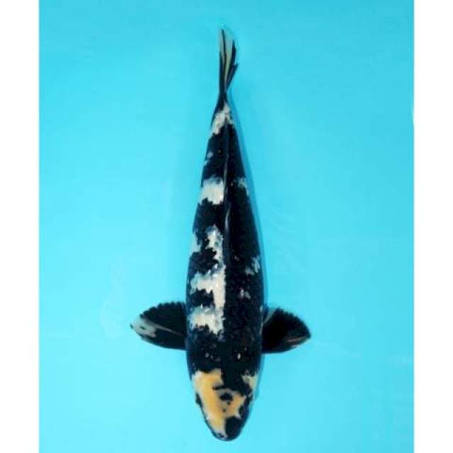 Shiro Ginrin 37 cm