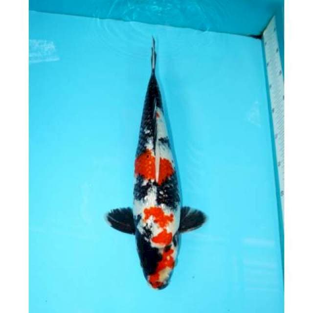 Showa Ginrin 38 cm