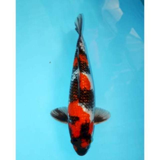 Showa Ginrin 37 cm