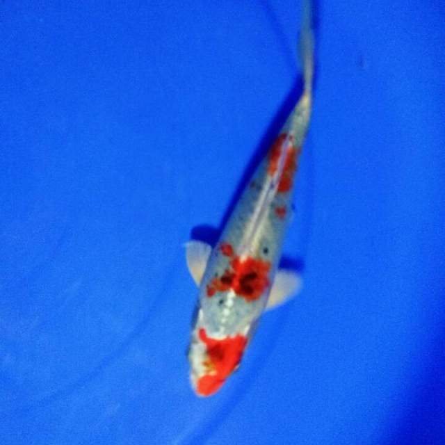 Kujaku merah 3 step