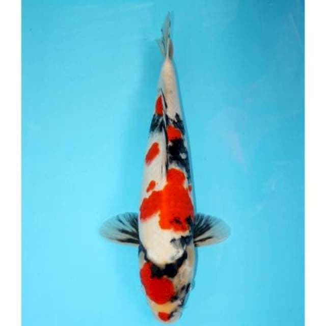 Showa 41 cm