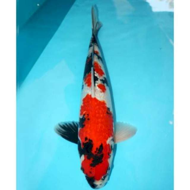 Ginrin Showa Jantan 38 cm
