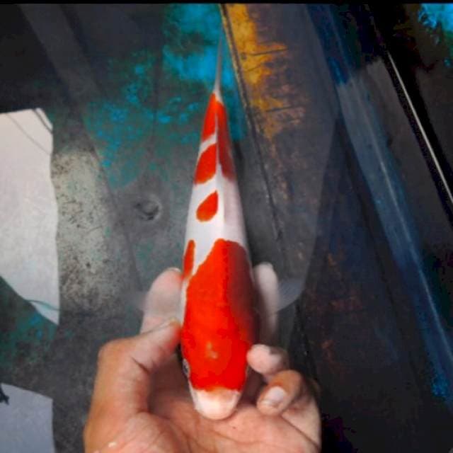 kohaku 25cm bloodline okawa