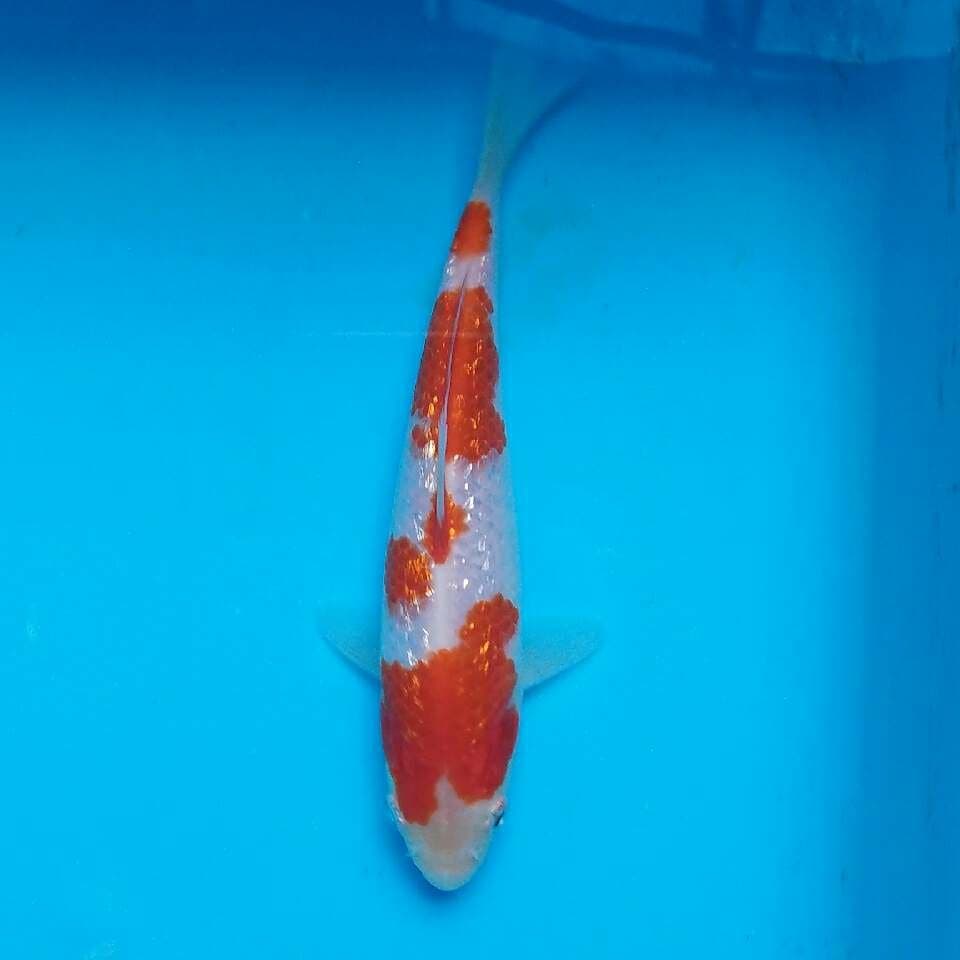 Yondan kohaku ginrin