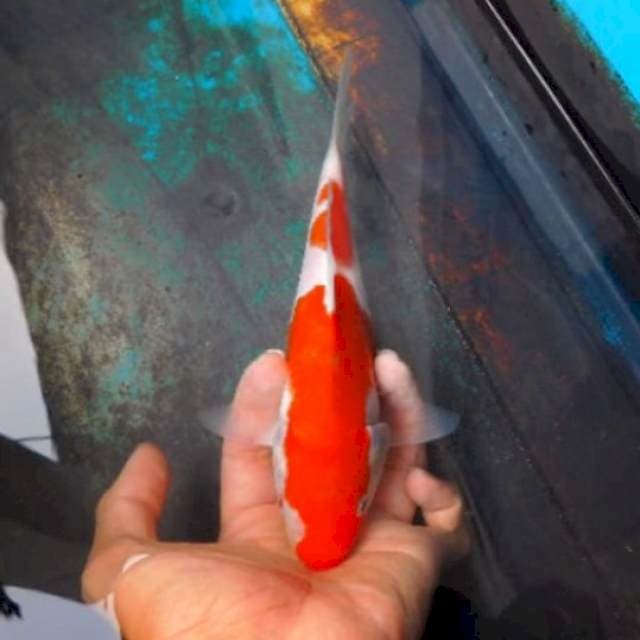 kohaku 2 step original 25bu bloodline okawa