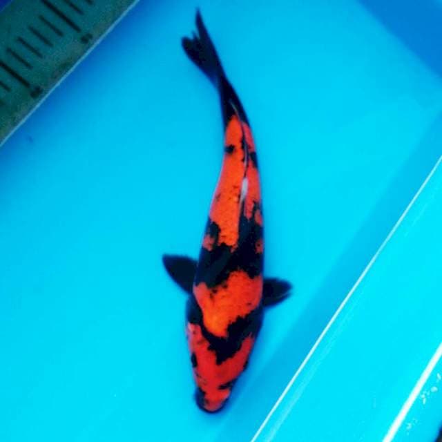 HI UTSURI T110 26CM FEMALE
