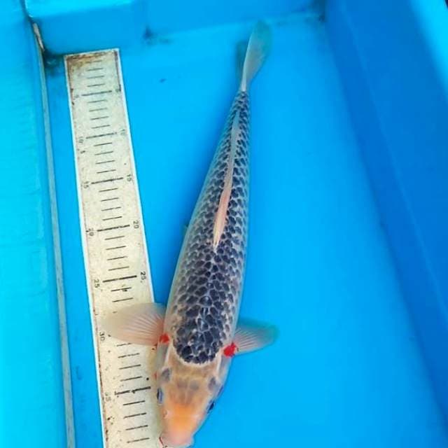 Asagi 40cm F1