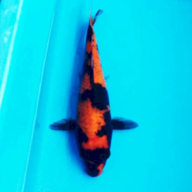 HI SHOWA T112 26CM FEMALE