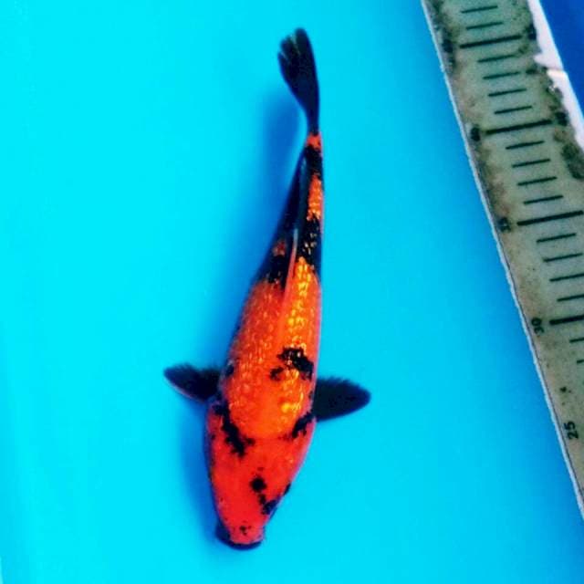 HI UTSURI GINRIN T113 26CM