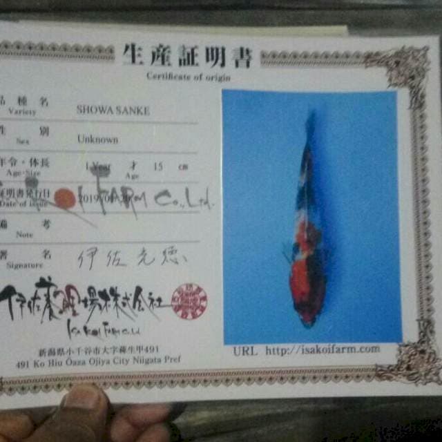 Showa ISA koi farm