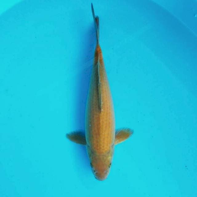 3. Midori Bulky || 33 cm
