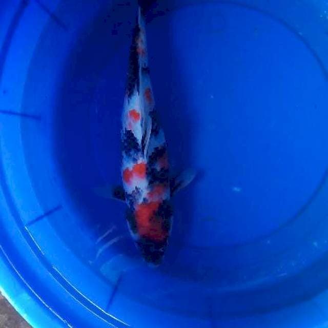 Showa maruten 45 cm