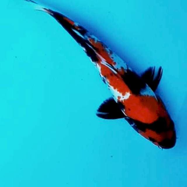7. Hi Showa || 27 cm