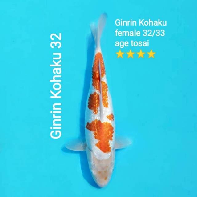 Kohaku Quality