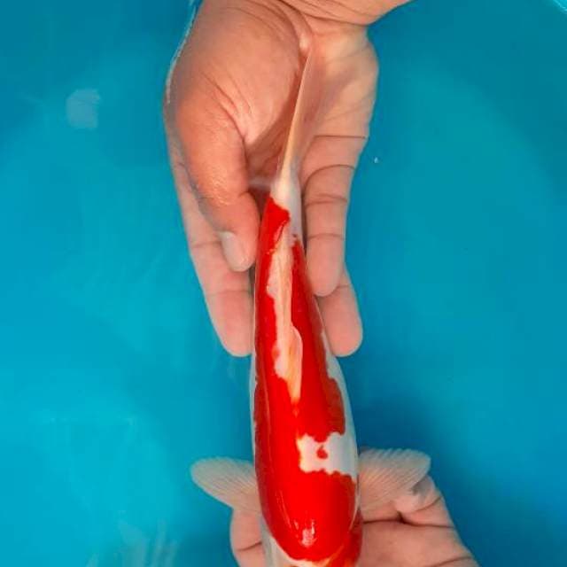 Kohaku