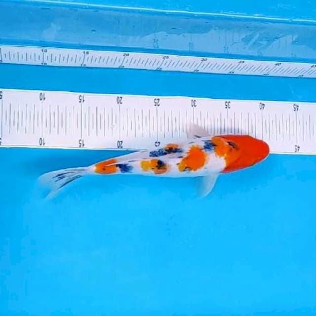 9. Sanke || 30 cm