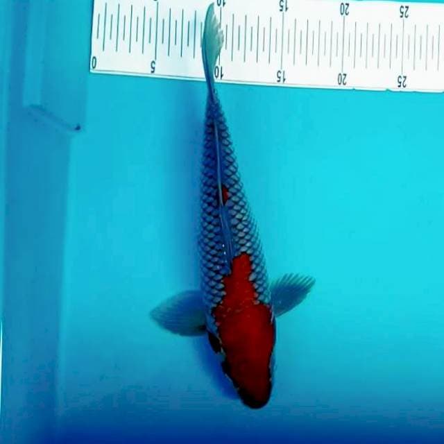 10. Ochiba Sigure || 34 cm
