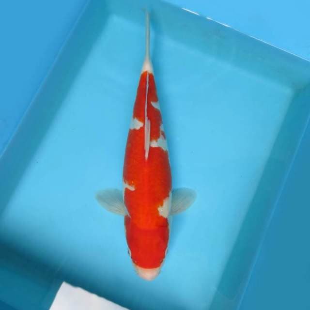 8. JUNAKOI ( INAZUMA KOHAKU )