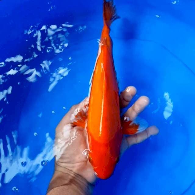 Beni doitsu 33 cm