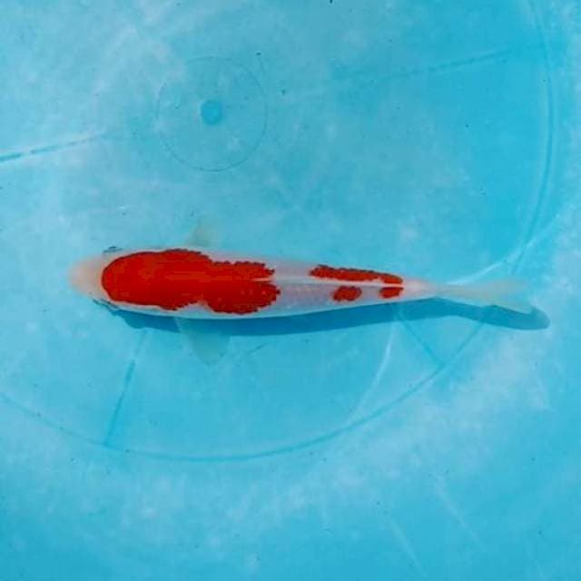 RED KOHAKU ORIGINAL