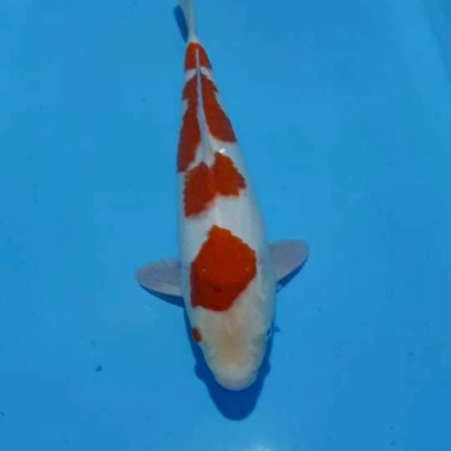 Kohaku 36cm