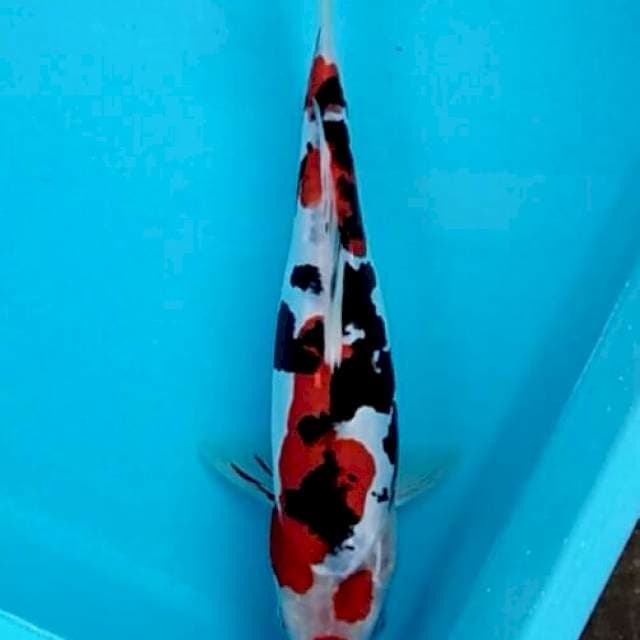 Doitsu sanshoku finish hitam tumpah 28cm