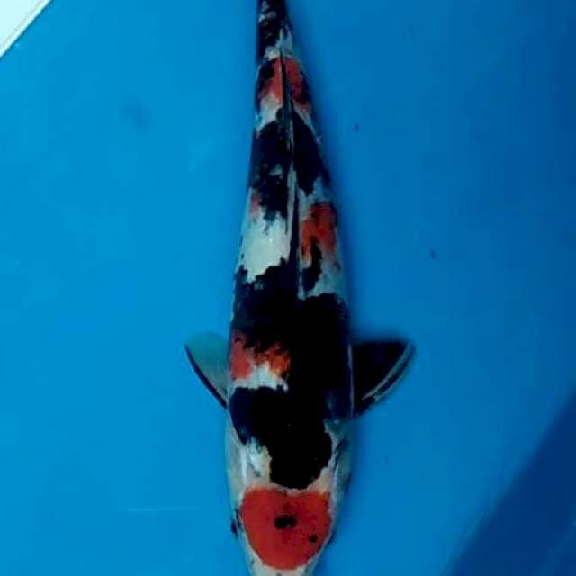 Maruten showa body oke 32cm