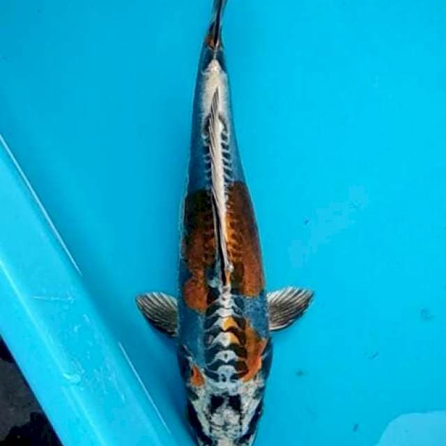 Kin kikokuryu koleksi antik 25bu